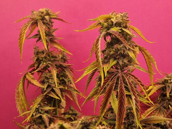 Dutch Passion CBD autoflowers.. Week 13