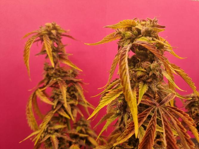 Dutch Passion CBD autoflowers.. Week 13