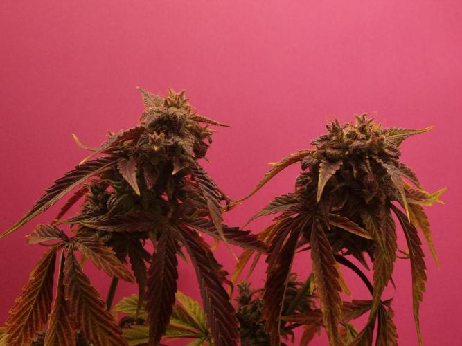 Dutch Passion CBD autoflowers.. Week 13