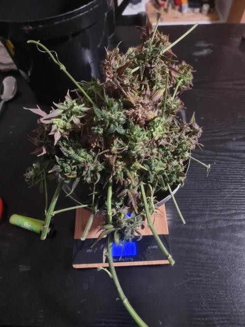 Dutch Passion CBD autoflowers.. Week 13