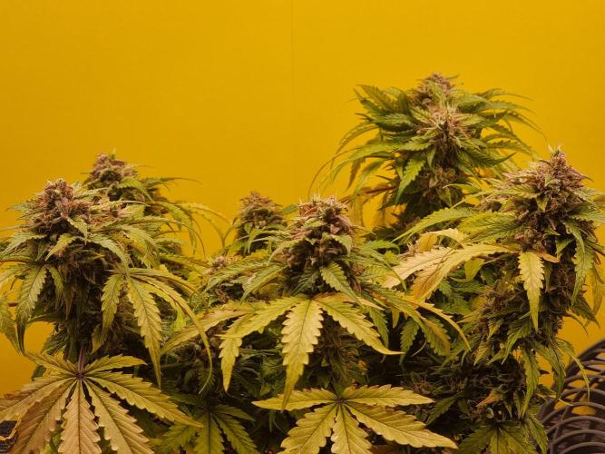 Dutch Passion CBD autoflowers.. Week 13