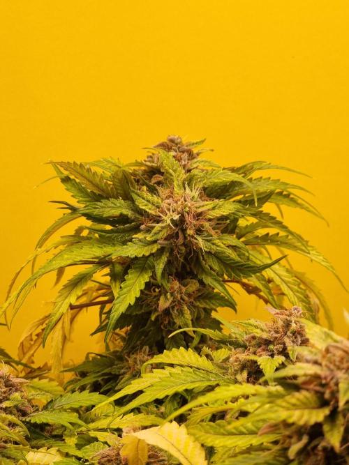 Dutch Passion CBD autoflowers.. Week 13