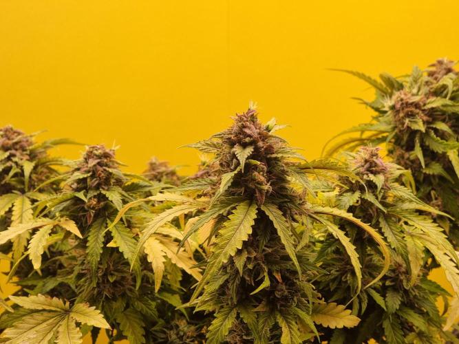 Dutch Passion CBD autoflowers.. Week 13