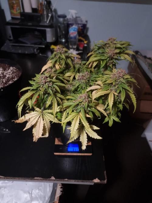Dutch Passion CBD autoflowers.. Week 13