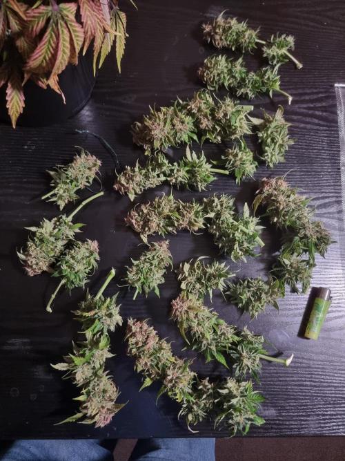 Dutch Passion CBD autoflowers.. Week 13