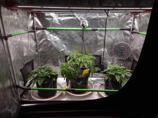 CBD Grow Dutch Passion + Wedding Cake. Week 8 - 22-12-2025