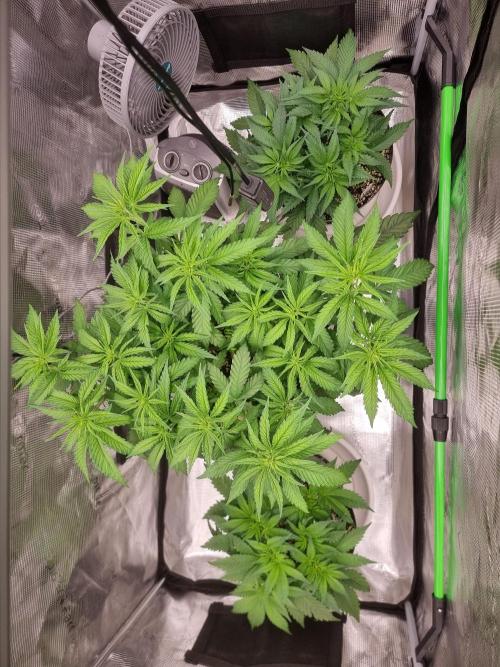 CBD Grow Dutch Passion + Wedding Cake. Week 8 - 22-01-2026