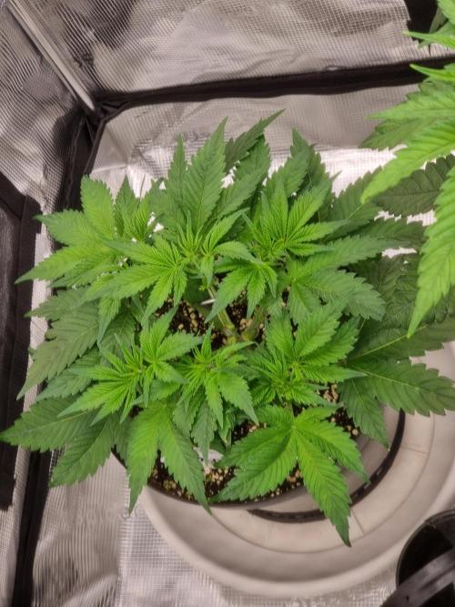 CBD Grow Dutch Passion + Wedding Cake. Week 8 - 22-12-2025