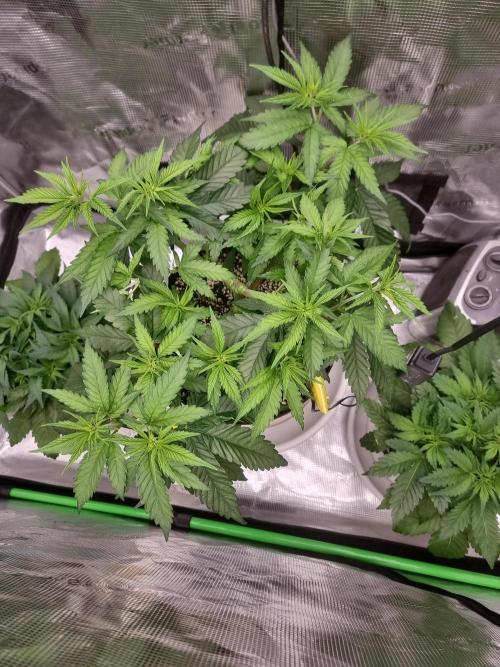 CBD Grow Dutch Passion + Wedding Cake. Week 8