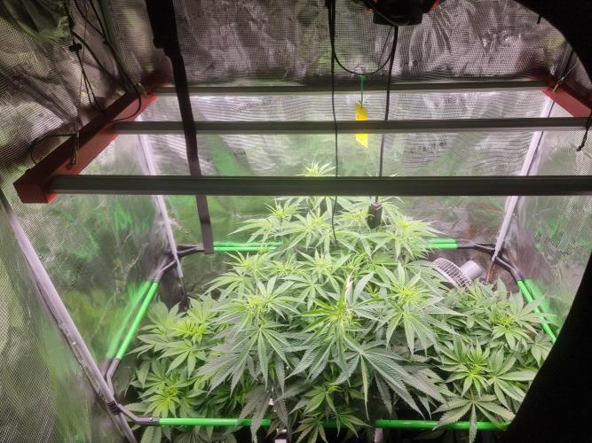 CBD Grow Dutch Passion + Wedding Cake. Week 9 - This is less than 1 week in flower.