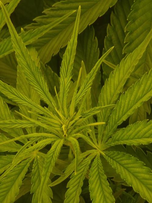 CBD Grow Dutch Passion + Wedding Cake. Week 9 - This plant just wanted to be flipped to flower. 