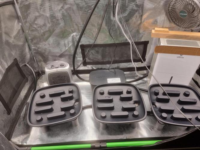 CBD Grow Dutch Passion + Wedding Cake. Week 9 - My new drainage system that I just LOVE. 