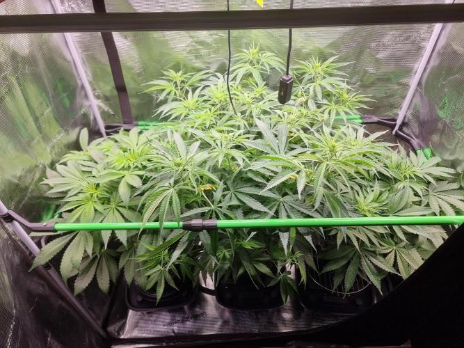 CBD Grow Dutch Passion + Wedding Cake. Week 9