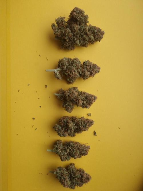 Dutch Passion CBD autoflowers.. Week 13