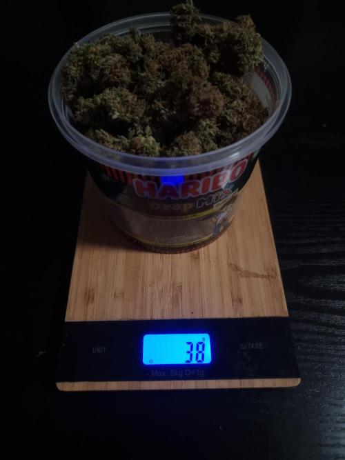 Dutch Passion CBD autoflowers.. Week 13