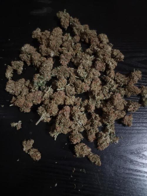 Dutch Passion CBD autoflowers.. Week 13