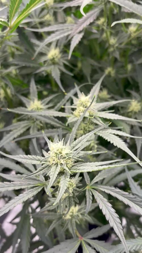 First time Autopot