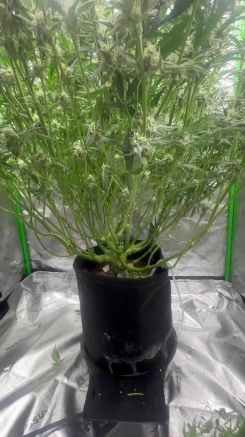 First time Autopot