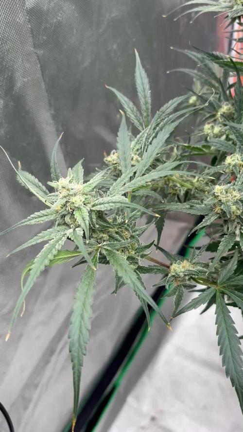 First time Autopot
