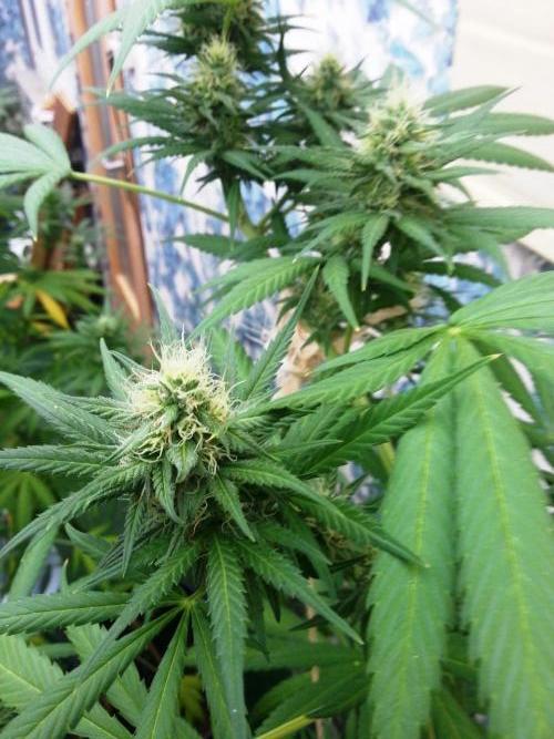 Bio Tabs NL Interview - Grow Diaries. Week 8