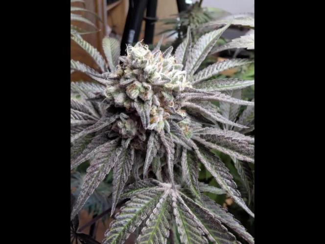 Pink Sunset from Silent Seeds