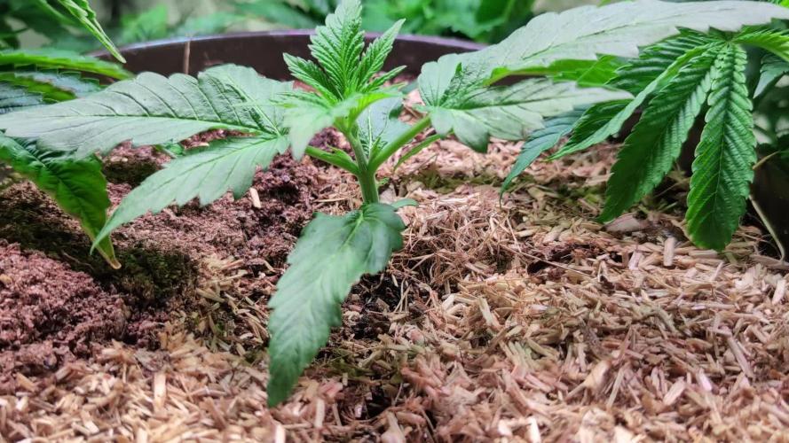 Panty Punch by Seedstockers 💚🍇🍭🍬