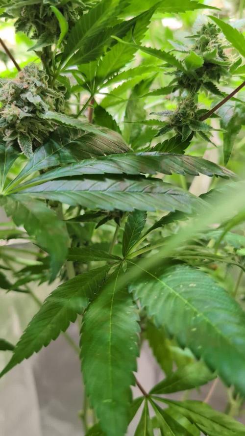 Panty Punch by Seedstockers 💚🍇🍭🍬