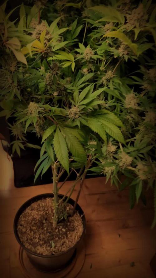 Panty Punch by Seedstockers 💚🍇🍭🍬