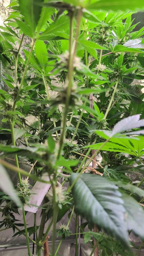 Blue Dream By Barney's Farm