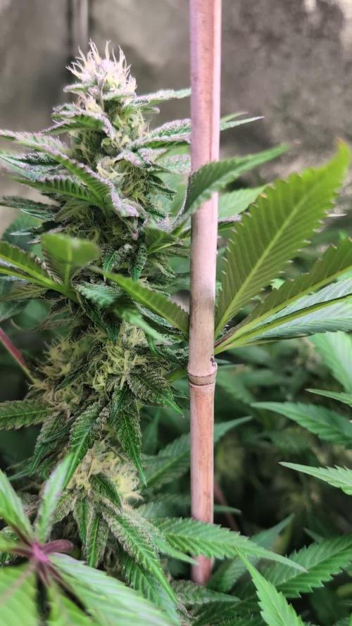 Blue Dream By Barney's Farm