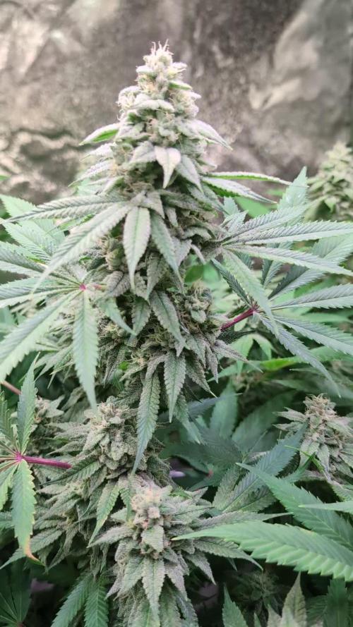 Ice Cream Haze from Dutch Passion