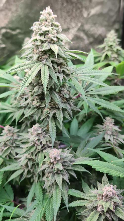 Ice Cream Haze from Dutch Passion