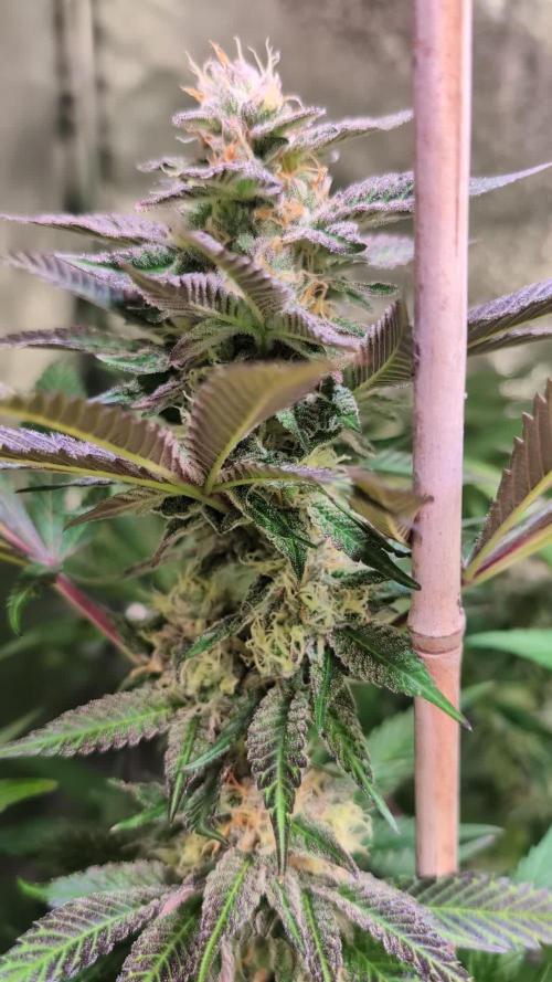 Blue Dream By Barney's Farm