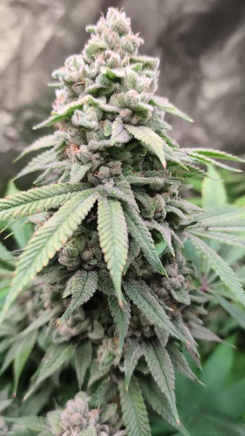 Ice Cream Haze from Dutch Passion