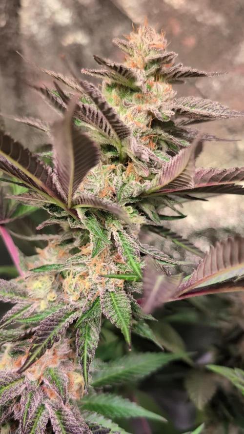 Blue Dream By Barney's Farm