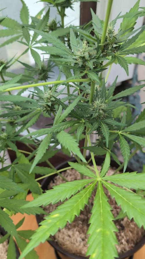 Skywalker OG Auto - Barneys Farm