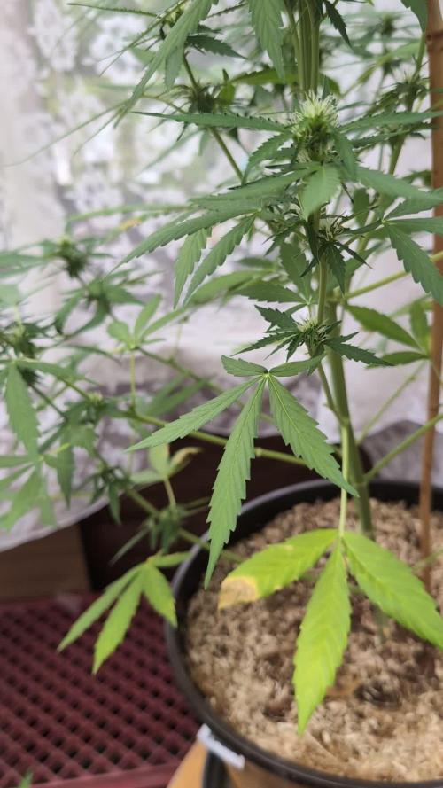 Pandora (Autoflower) - Paradise Seeds