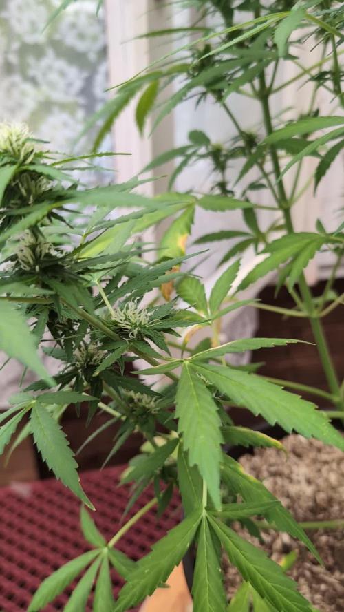Pandora (Autoflower) - Paradise Seeds