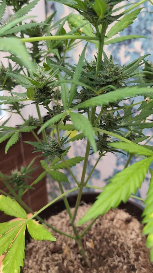 Skywalker OG Auto - Barneys Farm
