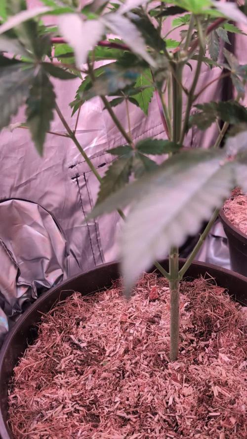 Good Times Genetics: Blue Cream Haze Reg