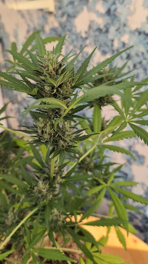 Skywalker OG Auto - Barneys Farm