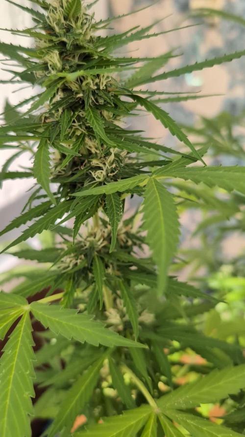 Pandora (Autoflower) - Paradise Seeds