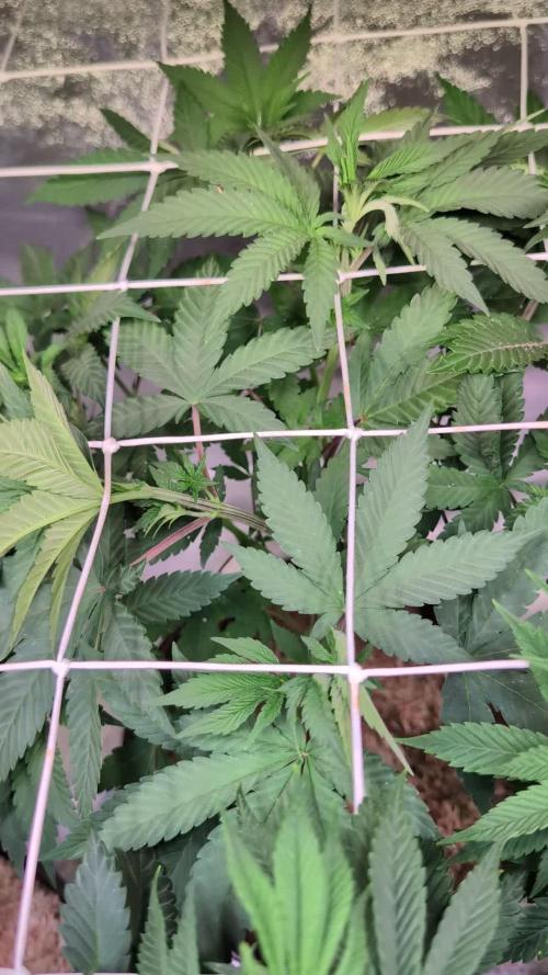 Good Times Genetics: Blue Cream Haze Reg