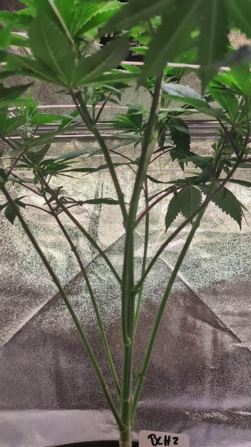 Good Times Genetics: Blue Cream Haze Reg