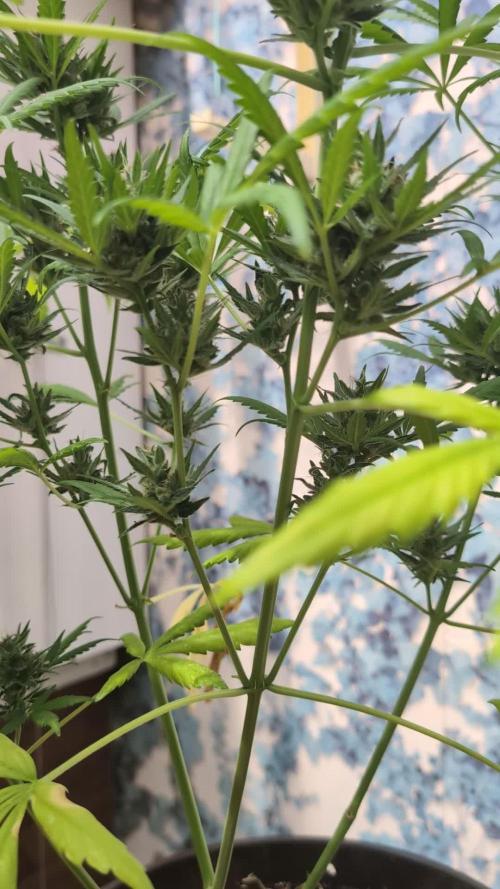 Skywalker OG Auto - Barneys Farm