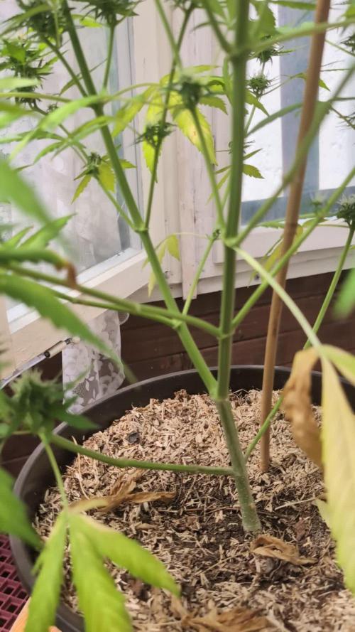 Pandora (Autoflower) - Paradise Seeds