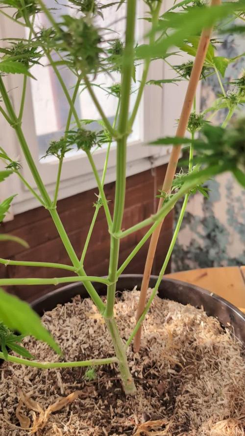 Pandora (Autoflower) - Paradise Seeds