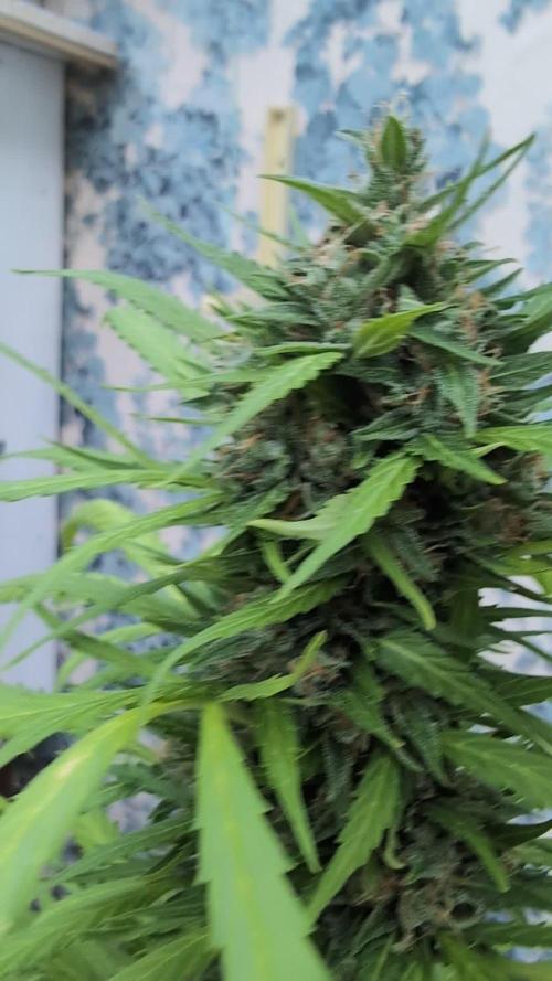 Pandora (Autoflower) - Paradise Seeds