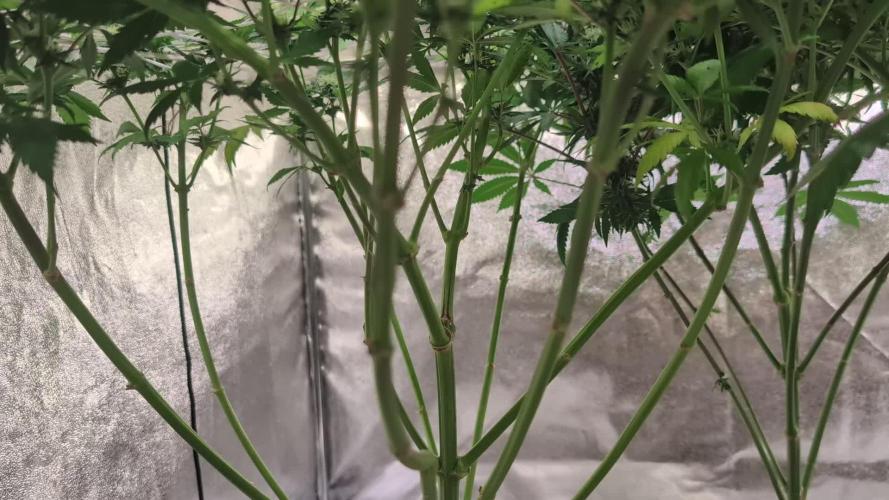 Good Times Genetics: Blue Cream Haze Reg