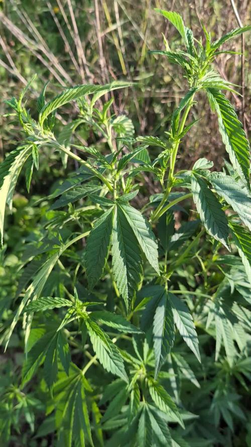 Guerilla Regular Diesel Action - Clone